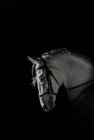 Vista lateral del hocico de caballo blanco en arnés de pie sobre fondo oscuro - foto de stock