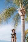 Chien de lévrier en harnais debout dans la rue contre des palmiers poussant dans une ville exotique en été — Photo de stock