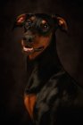 Doberman bonita olhando para longe sobre fundo escuro — Fotografia de Stock