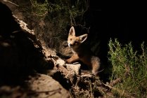 Приятный щенок лисы в одиночестве в лесу — стоковое фото