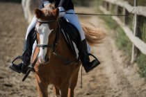 Cortado irreconhecível jóquei feminino equitação castanha cavalo na arena arenosa durante o curativo no clube equino — Fotografia de Stock