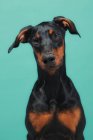 Schöner Dobermann über blauem Hintergrund und Blick in die Kamera — Stockfoto