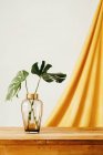 Fresh green leaves of tropical plant in glass vase placed on wooden table against white wall and yellow cloth — Stock Photo