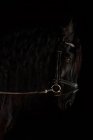 Вид сбоку на намордник черной лошади в упряжке, стоящей на темном фоне — стоковое фото