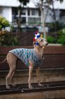 Cão Greyhound italiano engraçado em pé no banco de madeira com suéter de lã e chapéu olhando para longe — Fotografia de Stock