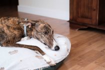 Greyhound cane rilassante su morbido cuscino posto al piano vicino alla finestra in casa — Foto stock