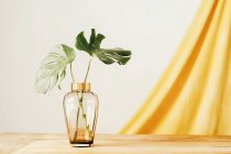 Folhas verdes frescas de planta tropical em vaso de vidro colocadas sobre mesa de madeira contra parede branca e pano amarelo — Fotografia de Stock