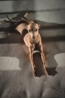 Итальянская борзая собака отдыхает в постели дома — стоковое фото