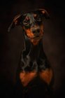 Красивый доберман смотрит в сторону на темном фоне — стоковое фото