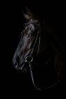 Side view of muzzle of black horse in harness standing on dark background — Stock Photo