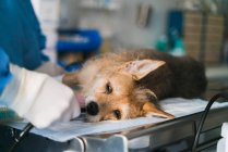 Perro bajo anestesia con tubo en la boca acostado en la mesa de operaciones durante la cirugía en el hospital veterinario - foto de stock