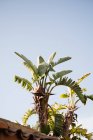 Von unten eine Palme mit grünen Blättern, die im tropischen Garten vor dem Hintergrund des sommerlichen Sonnenuntergangs wächst — Stockfoto