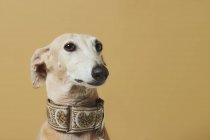 Retrato de cão de raça elegante Greyhound sobre fundo marrom — Fotografia de Stock