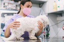 Професійна молода жінка-ветеринар, яка вивчає дрібного білого пухнастого собаку під час прийому у ветеринарній клініці — стокове фото