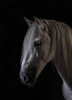 Vista laterale del muso di cavallo bianco in piedi su sfondo scuro — Foto stock