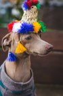 Funny Italian Greyhound dog standing with wool sweater and hat gazing away — Stock Photo