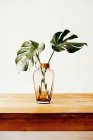 Folhas verdes frescas de planta tropical em vaso de vidro colocadas na mesa de madeira contra a parede branca — Fotografia de Stock