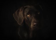 Porträt eines schönen braunen Hundes auf dunklem Hintergrund — Stockfoto