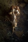 Von oben Strauß frischer lila Knoblauchzehen im dunklen Hintergrund platziert — Stockfoto
