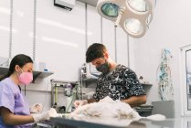 Концентрований кваліфікований чоловічий ветеринарний хірург, який проводить операцію на собаці на операційному столі під час роботи з помічником у ветеринарній лікарні — стокове фото