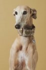 Портрет стильного собаки сірого над коричневим тлом — стокове фото