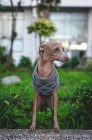 Italian Greyhound dog standing with wool sweater gazing away — Stock Photo