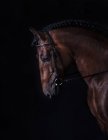 Vue latérale du museau du cheval châtain en harnais sur fond sombre dans le club équin — Photo de stock