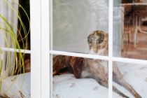 Через склянку собаки Greyhound, що розслабляється на м'якій подушці, розміщеній на підлозі біля вікна в будинку — стокове фото