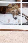 Durch das Glas des Greyhound Dog entspannen auf weichen Kissen auf dem Boden in der Nähe des Fensters im Haus platziert — Stockfoto