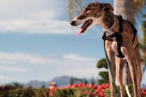 Greyhound cão em arnês de pé na rua contra palmeiras árvores crescendo na cidade exótica no verão — Fotografia de Stock
