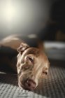 Итальянская борзая собака отдыхает в постели дома — стоковое фото