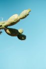 Niedriger Winkel der grünen Feigenopuntia mit Ähren, die vor blauem wolkenlosen Himmel an sonnigen Tagen wachsen — Stockfoto