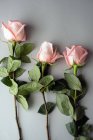 Des roses roses avec des feuilles vertes posées sur la table — Photo de stock