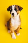 Desde arriba adorable cachorro Border Collie sentado sobre fondo amarillo y mirando a la cámara - foto de stock