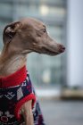 Italienischer Windhund steht mit Wollpullover und starrt weg — Stockfoto