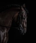 Seitenansicht der Schnauze des Kastanienpferdes im Geschirr auf dunklem Hintergrund im Pferdeclub — Stockfoto