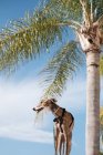 Windhund im Geschirr steht auf der Straße gegen Palmen, die im Sommer in einer exotischen Stadt wachsen — Stockfoto
