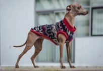 Italiano Greyhound cão de pé com suéter de lã olhando para longe — Fotografia de Stock