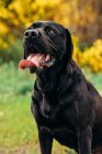 Schwarzer Labrador Retriever mit Zunge sitzt tagsüber auf einer grünen Wiese neben gelben Pflanzen und Sträuchern auf dem Land — Stockfoto