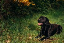 Récupérateur du Labrador noir avec la langue sur le champ herbeux vert près des plantes jaunes et des arbustes dans la campagne pendant la journée — Photo de stock