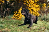 Black Labrador Retriever with tongue out lying on green grassy field near yellow plants and shrubs in countryside in daytime — Stock Photo