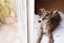 Windhund entspannt sich auf weichem Kissen, das auf dem Boden neben dem Fenster im Haus platziert ist — Stockfoto
