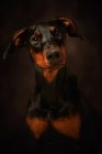 Doberman bonita olhando para longe sobre fundo escuro — Fotografia de Stock