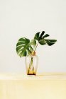 Fresh green leaves of tropical plant in glass vase placed on wooden table against white wall — Stock Photo