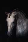 Vista lateral del hocico de caballo blanco de pie sobre fondo oscuro - foto de stock