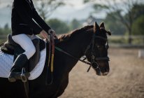 Cultivado jinete hembra irreconocible montar caballo de castaño en arena arenosa durante doma en el club equino - foto de stock