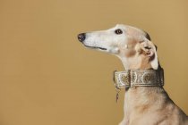 Портрет стильного собаки сірого над коричневим тлом — стокове фото
