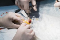 Cultiver vétérinaire méconnaissable dans des gants en latex traitant petit oiseau couché sur la table d'opération avec des instruments chirurgicaux et tube — Photo de stock