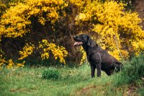 Side view of black Labrador Retriever with tongue out sitting on green grassy field near yellow plants and shrubs in countryside in daytime — Stock Photo
