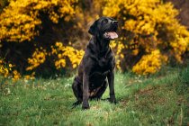 Black Labrador Retriever with tongue out sitting on green grassy field near yellow plants and shrubs in countryside in daytime — Stock Photo